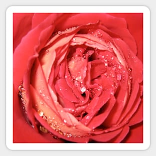 Rose with Water Droplets Photograph Sticker